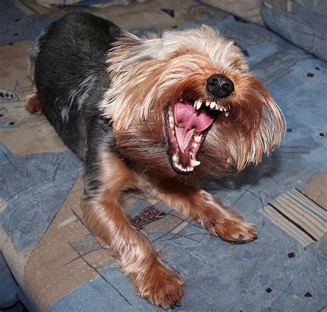 Yorkie Teeth