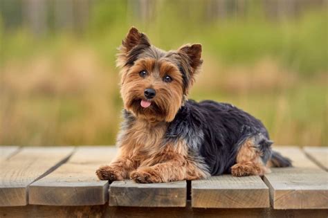 Yorkshire Terrier and dog