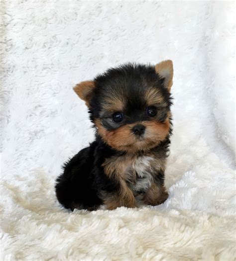 Yorkshire Terrier baby