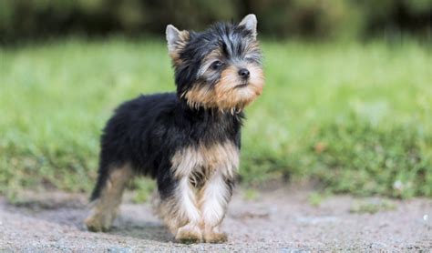 Yorkshire Terrier Breeder Characteristics