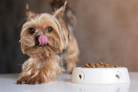 Yorkshire Terrier eating dog food