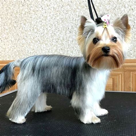 Yorkshire Terrier Grooming