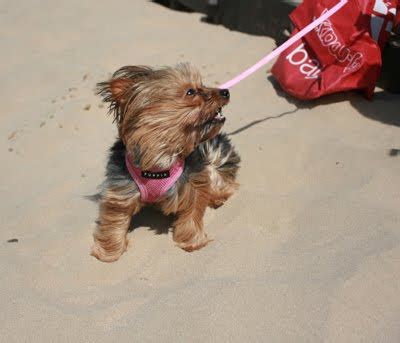 Yorkshire Terrier heat stroke