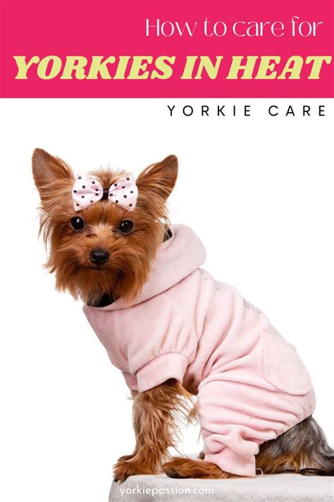 Yorkshire Terrier in Heat Signs