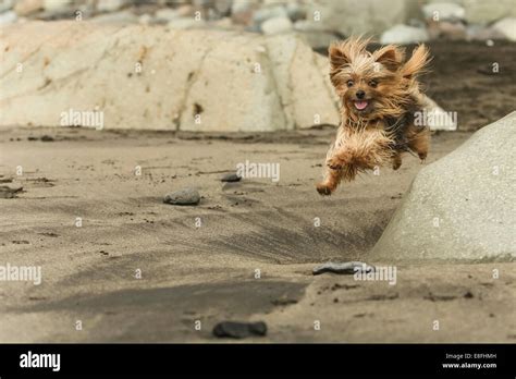 Yorkshire Terrier on the beach