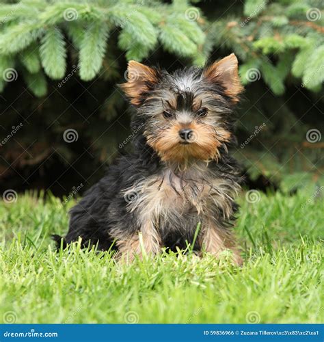 Yorkshire Terrier Outdoors