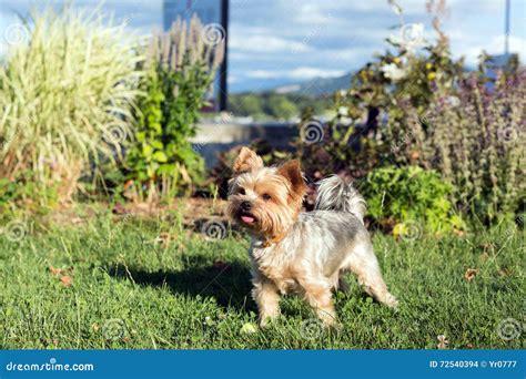 Yorkshire Terrier playing in a park