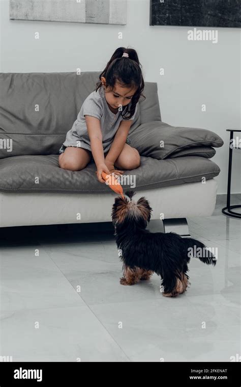 Yorkshire Terrier playing with children