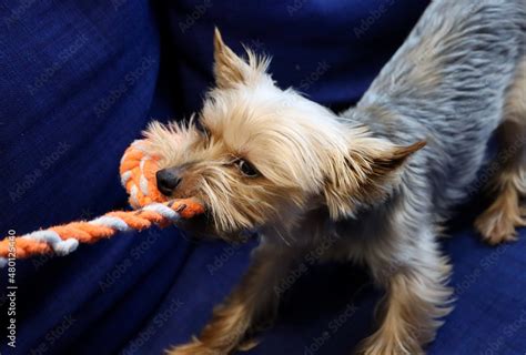 Yorkshire Terrier playing with rope toy