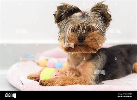 Yorkshire Terrier playing with a toy