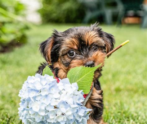 Yorkshire Terrier Puppies Playing