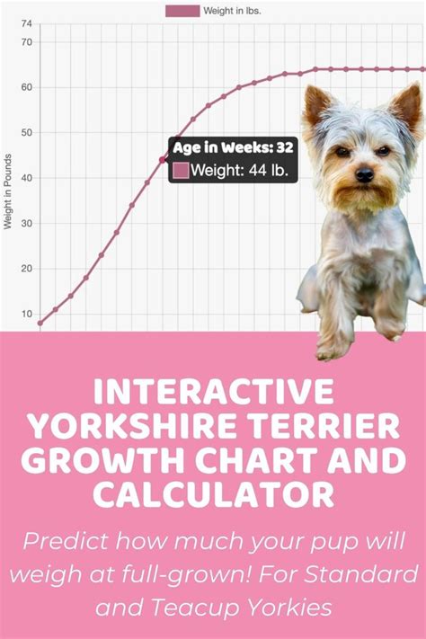 Yorkshire Terrier Puppy Weight