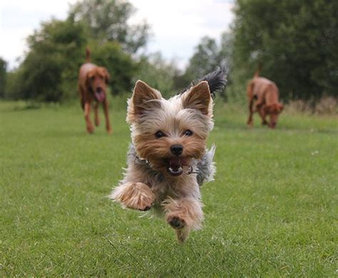 Yorkshire Terrier Regulations