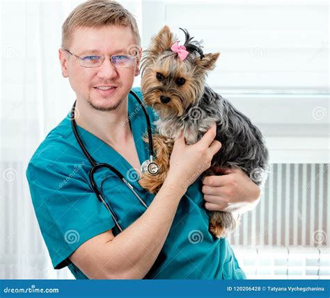 Yorkshire Terrier being examined by a veterinarian