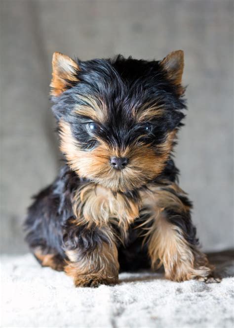 Training difficulty of Yorkshire Terriers