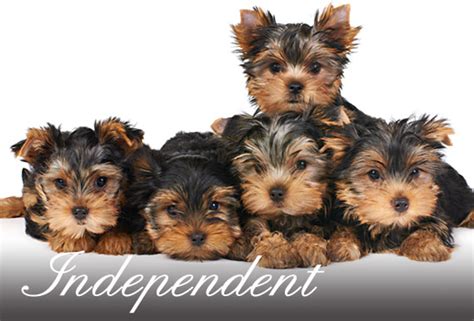 AKC TV. AKC Rx. Yorkshire Terrier Club of Oklahoma City. 10917 WOODBRIDGE RD OKLAHOMA CITY, OK 73162. Club Type: S Web Site: None Provided Territory: For Territory Information contact Club Relations ClubRelations@akc.org. Breed. Competition Type. Affiliation Level. Yorkshire Terrier.. 