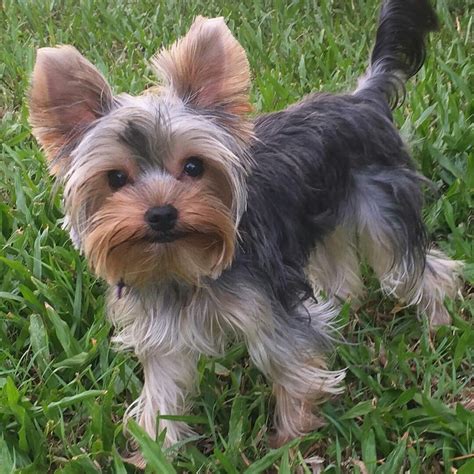 The Yorkshire terrier is a small toy dog breed native to England with a long, silky coat that’s often black and tan. Also known as Yorkies, these dogs have tenacious but affectionate personalities. Yorkies tend to be very vocal, protective, and loyal. And, despite their small size, they can make excellent guard dogs.. 