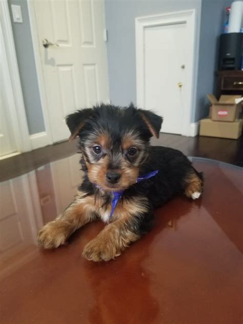 Yorkshire terrier for sale in ct. Terrier mixes have an incredible range of sizes, depending on the terrier breed and with which other breed it is mixed. Terriers range from the diminutive Yorkshire terrier to the ... 