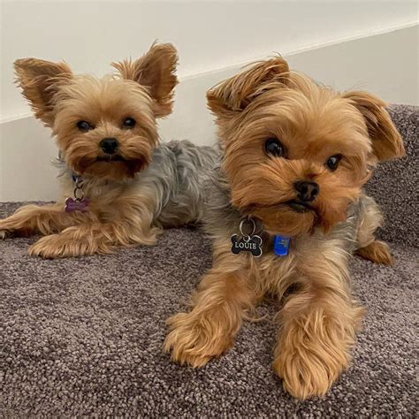 Yorkshire terrier houston for sale. You can find Yorkshire terrier puppies for sale here. Breed Type: Companion Dog. Adult Height: 20-23cm. Adult Weight: Up to 3.5kg. Life Span: 12-15 years. Call us: +971 563388831. 