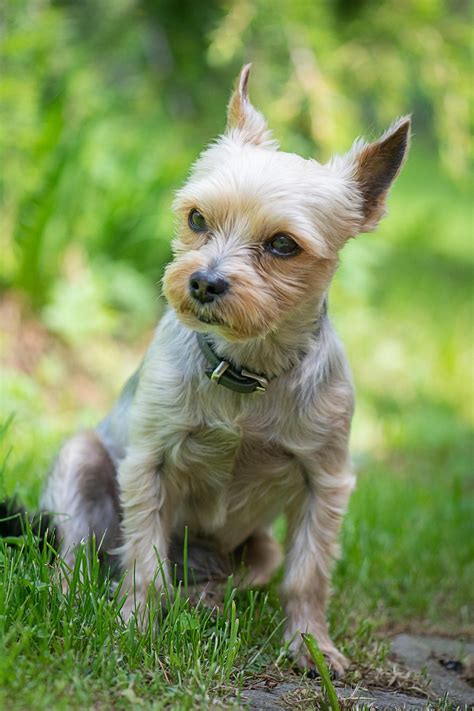 Yorkshire terrier mini