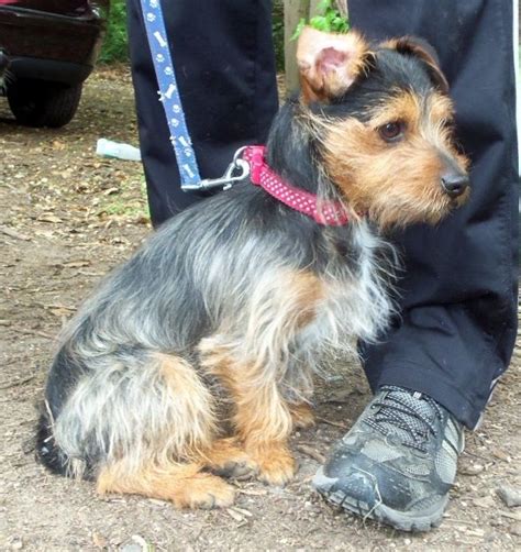 Yorkshire terrier mixed with jack russell. Things To Know About Yorkshire terrier mixed with jack russell. 
