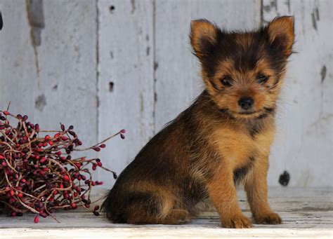 Yorkshire terrier pomeranian mix for sale. Fully-grown Mini Pinschers usually stand 10-12.5 inches tall and weigh 8-10 pounds. The other parent breed can have an effect on this, so you do want to ask the breeder about them. Although it’s not a guarantee, you can also meet the mother in person to see what size to expect in a fully-grown Miniature Pinscher Mix. 