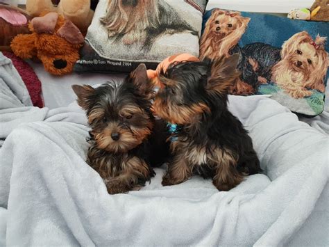 Premier Pups is committed to providing four-legged dog lovers with happy, healthy Yorkshire Terrier puppies for sale near Sugar Land, Texas. Partnered with the nation’s most trusted and reputable breeders, we aim to deliver the cutest, happiest, and finest Yorkies to our Premier family members. A 10-year health guarantee is in place to back .... 
