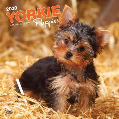 Read Online Yorkshire Terriers Intl 2020 Square Wall Calendar By Inc Browntrout Publishers