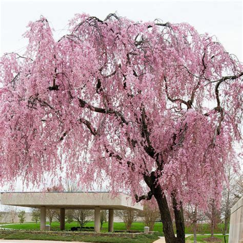 Yoshino cherry tree in fall