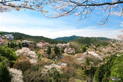 Yoshinoyama, The Cherry-blossom Mountain Offbeat …