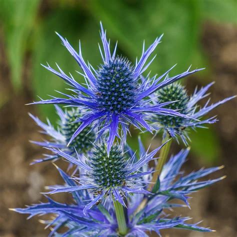 You Garden - Sea Holly Eryngium planum