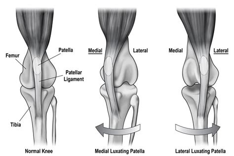 You asked: How do you know if your dog has a Luxating patella?