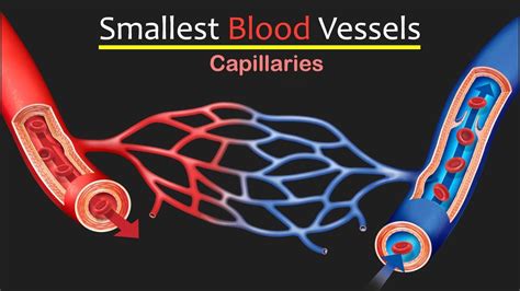 You asked: What are the smallest and thinnest blood vessels called?