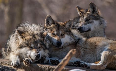 You can Cuddle with Friendly Wolves all day in this …