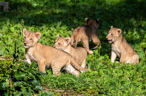 You can see the Buffalo Zoo's new lion cubs