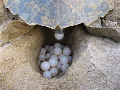 You can watch turtle eggs hatch on Velas beach Pune News