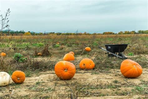 You farm pumpkin patch.  Oct 28, 2025 · Family friendly fall activities include ...