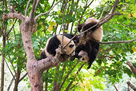 Young Pandas in a tree.