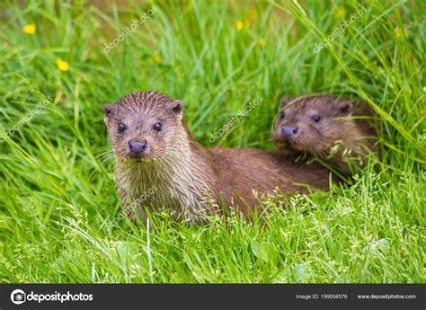 Young Turkish otters