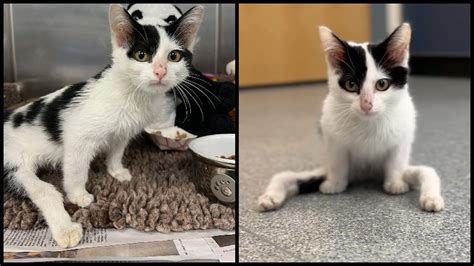 Young kitten with 'severely deformed' legs looking for forever home