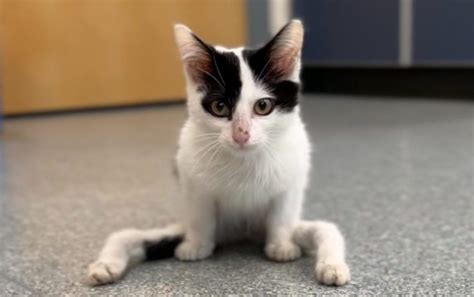 Young kitten with severely deformed hind legs finds forever home