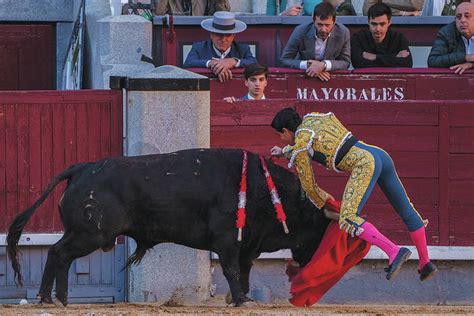 Young people drive bullfighting’s resurrection in Spain