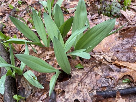 They call it “the rampage.”. Earthy expects to distribute 60,000 pounds of ramps this year, with prices starting at $22 per pound in early season and settling down to $18 later in spring ...