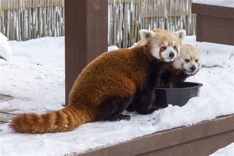 Young red pandas experience snow initially in an American zoo