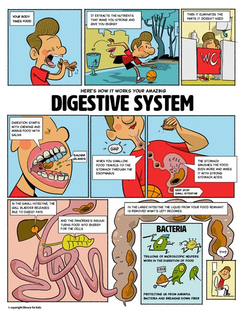 Your Amazing Digestive System Library For Kids