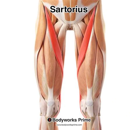 Your Complete Guide to the Sartorius Muscle