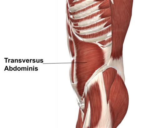 Your Core Strength and the Transverse Abdominis Muscle