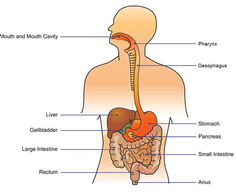 Your Digestive System