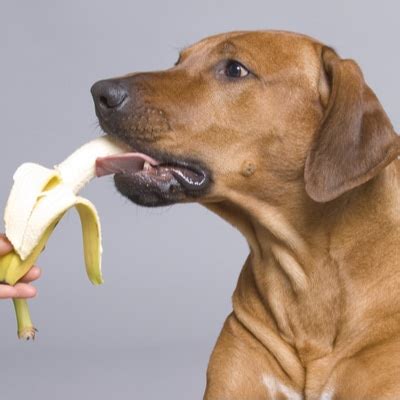 Your Dog Can Eat Bananas - Emergency Vets USA