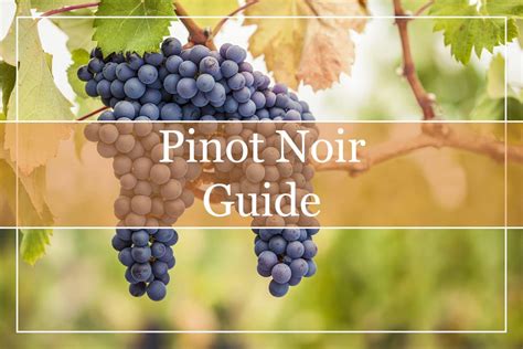 Your Essential Guide to Pinot Noir Wines - WinePros